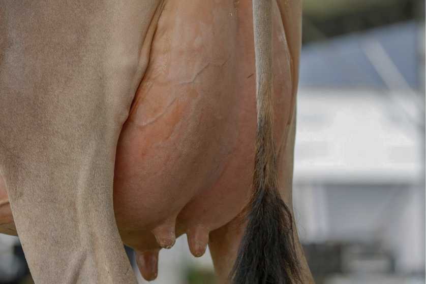 photo of healthy cow udder by gau amrit udder smart